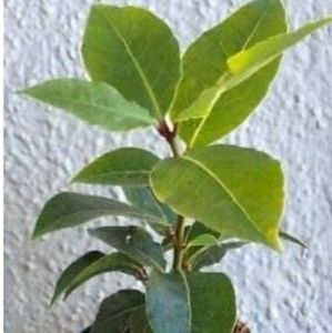 *** Due to the pandemic, delivery times could be e